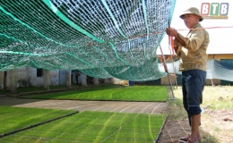 Bình Định: Đẩy mạnh liên kết sản xuất trong vụ mùa