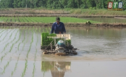 Cán bộ gom ruộng cấy lúa
