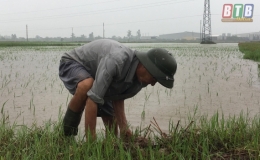 Vũ Thư chủ động phòng chống úng