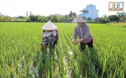 Vũ Đoài kiểm soát bệnh lùn sọc đen