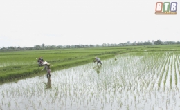 Thái Thụy: Ốc bươu vàng cắn phá lúa mùa