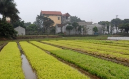 Chủ động tiêu úng trong sản xuất vụ Hè Thu, Mùa