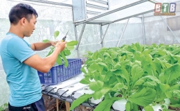 Mô hình rau thủy canh hồi lưu