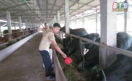 Hướng sinh kế cho người chăn nuôi (Kỳ 1)