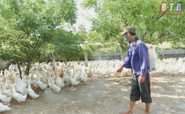 Thái Thụy: Ngăn chặn dịch cúm gia cầm A/H5N6 lây lan ra diện rộng