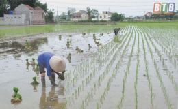 Nhanh tay gieo cấy lúa mùa