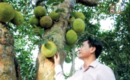 Đông Giang: Cây mít cổ độc nhất vô nhị