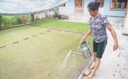 Tiền Hải: Nông dân bị lừa