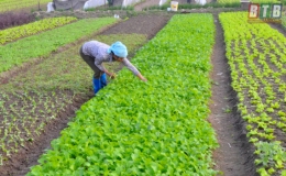 Hội Nông dân thành phố: Tín chấp cho hội viên vay trên 69,5 tỷ đồng
