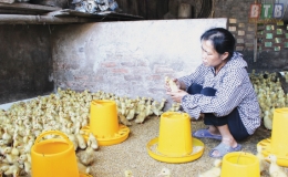 Cùng người chăn nuôi lợn vượt qua khó khăn