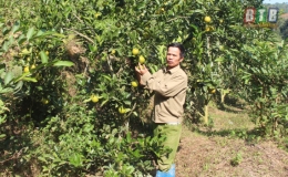 Rạng danh quê lúa Thái Bình