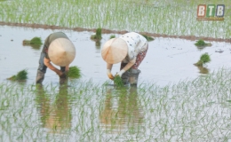Hưng Hà: Phấn đấu giành thắng lợi vụ mùa