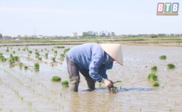 Quỳnh Phụ: Đẩy nhanh tiến độ gieo cấy lúa mùa