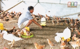 Vũ Thư chủ động phòng, chống dịch cúm gia cầm