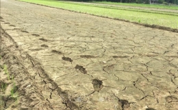 Khoảng 65.500ha cây trồng ở Trung Bộ sẽ bị hạn hán