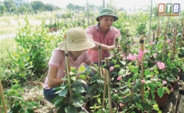 Biến đất trũng thành trang trại “ngàn hoa”