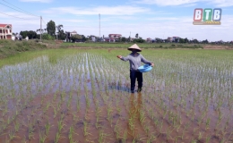 Chăm sóc, bảo vệ lúa mùa