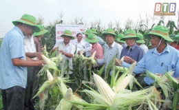 Điệp Nông: Tập trung phát triển kinh tế