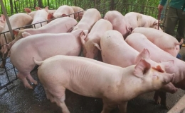 Giá thịt lợn hơi vẫn ở mức cao hơn 90.000 đồng/kg