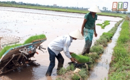 Hợp lực “xóa” ruộng hoang