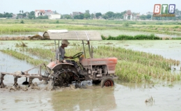 Hướng tới sản xuất lúa bền vững