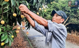 Làm giàu từ trồng vải u trứng