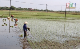 Một số giải pháp kỹ thuật để cây lúa khỏe trong vụ mùa