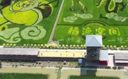 Nông dân biến cánh đồng lúa thành tranh nghệ thuật ở Trung Quốc