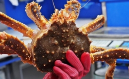 Sashimi cua hoàng đế được chế biến như thế nào?