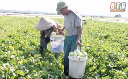 Song An: Không còn những cánh đồng dưa lê