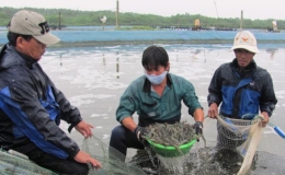 Tăng cường kiểm soát giống tôm nước lợ