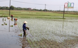 Thái Thụy gieo cấy đạt 9.000ha lúa mùa