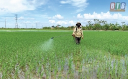 Thái Thụy: Phòng, chống bệnh lùn sọc đen và diệt chuột bảo vệ lúa mùa