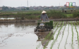 Toàn tỉnh đã gieo cấy được 50.200ha lúa mùa