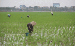 960ha lúa mùa ảnh hưởng do mưa