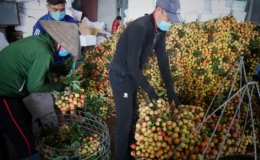 Bắc Giang thắng lớn vụ vải thiều năm 2021