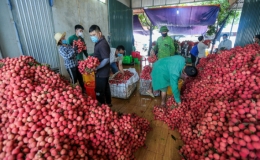 Bắc Giang thu hơn 6.800 tỷ đồng từ vụ vải thiều năm 2021