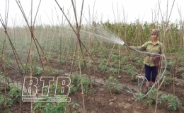 Các cấp hội phụ nữ huyện Kiến Xương: Tín chấp cho hội viên vay vốn trên 263 tỷ đồng phát triển kinh tế