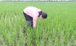 Cảnh giác với lúa cỏ