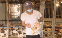 Chủ động phòng, chống cúm gia cầm A/H5N8
