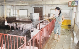 Công văn số 2907/UBND-NNTNMT về việc chỉ đạo tăng cường thực hiện phát triển chăn nuôi, tái đàn, tăng đàn gia súc, gia cầm bảo đảm an toàn dịch bệnh