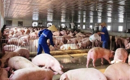 Giá lợn hơi giảm mạnh, mỗi con lỗ cả triệu đồng