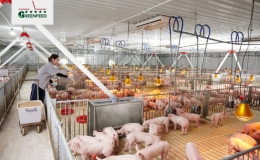 IFC hỗ trợ doanh nghiệp Việt Nam mở rộng chăn nuôi bền vững