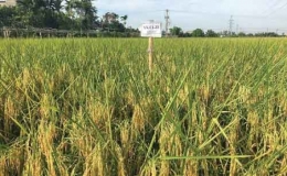 Kết quả khảo nghiệm giống lúa ST25