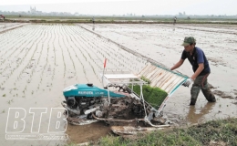 Kiến Xương: Mở rộng diện tích cấy bằng máy
