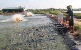 Kỳ 3: Khó khăn bủa vây người nuôi cá