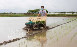 Thái Thụy: Tập trung gieo cấy lúa mùa