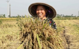 Thực hiện mô hình thí điểm nâng cao giá trị sản xuất lúa đặc sản