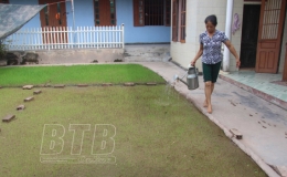 Tiền Hải: Cơ chế hỗ trợ sản xuất vụ mùa