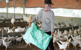 Chật vật vì giá thức ăn chăn nuôi liên tục tăng